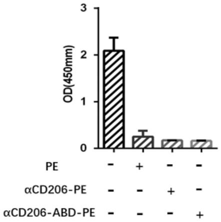 一种可结合CD206的抗体及其应用的制作方法
