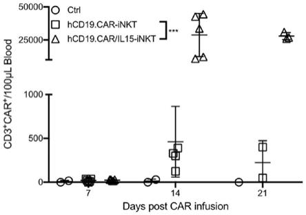 一种具有CD19的特异性抗性的CAR-iNKT细胞的制作方法
