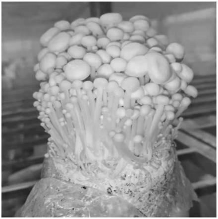一种以茶籽壳为主要原料工厂化栽培基质及白玉菇、蟹味菇、金针菇的栽培方法与流程