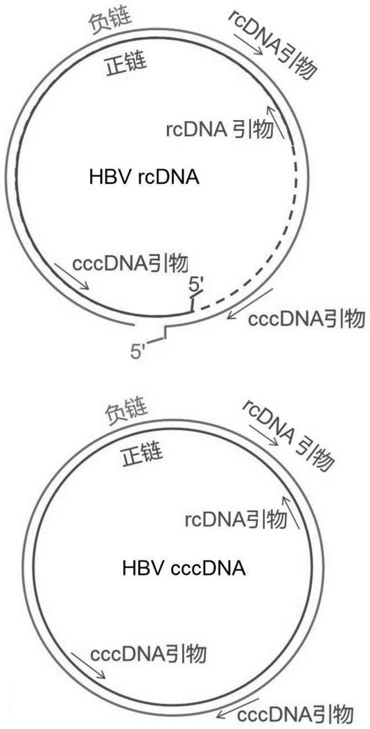 一种基于RAA-CRISPR-cas13a检测HBVcccDNA的试剂盒的制作方法