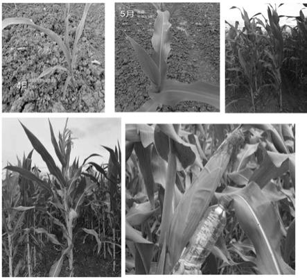 用于玉米的全元生物有机肥及其制备方法与流程