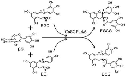 一种协同催化茶树酯型儿茶素生物合成的基因组合及其应用的制作方法