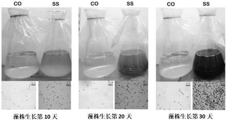 多型杜氏藻盐胁迫响应miRNAs及其应用的制作方法