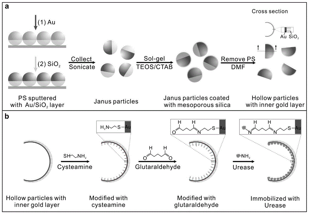 一种脲酶驱动罐状微纳米马达及其制备方法与流程