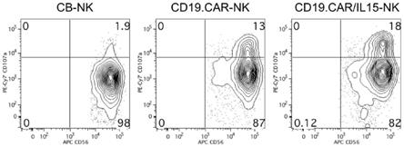 一种脐带血来源的靶向CD19的CAR-NK细胞及其制备方法与流程