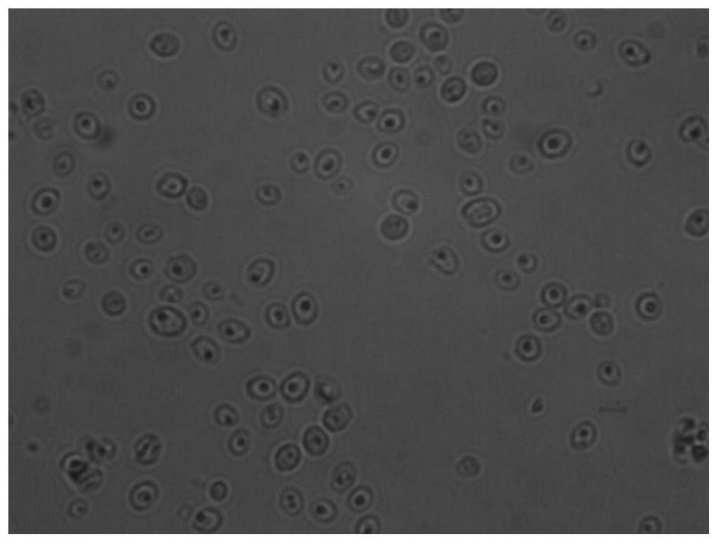 一种酵母菌细胞壁包裹相变材料微胶囊及其制备方法和应用与流程