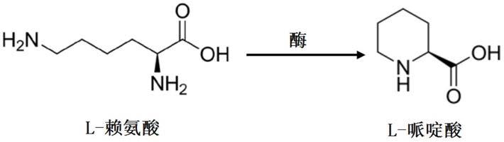 鸟氨酸环化脱氨酶催化合成L-哌啶酸的方法与流程