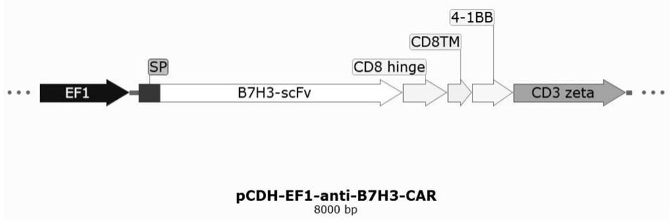 一种抗B7H3嵌合抗原受体及其应用的制作方法