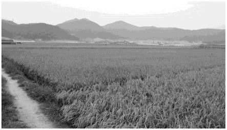 一种盐碱地水稻增产的方法与流程