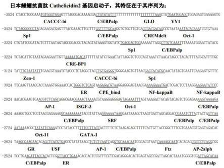 一种日本鳗鲡抗菌肽Cathelicidin2基因启动子及其应用的制作方法