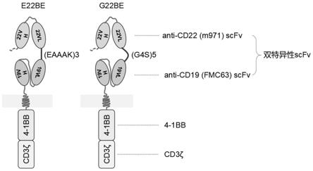 靶向CD22和CD19的双特异性嵌合抗原受体及其应用的制作方法