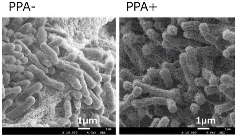 双歧杆菌属细菌的菌毛形成诱导用的组合物的制作方法