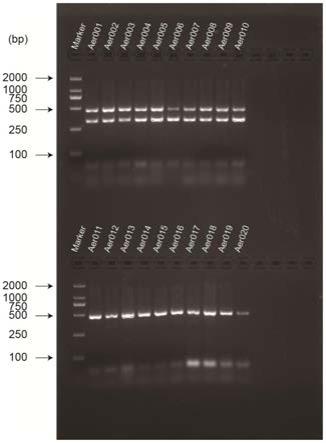 用于毛花猕猴桃雌雄性别鉴定的SSR分子标记AerM02及其应用的制作方法