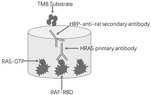一种基于酶联免疫吸附的RAS-GTP检测方法与流程