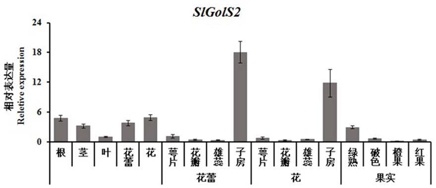 一种番茄肌醇半乳糖苷合成酶基因SlGolS2在调控果实着色与成熟中的应用的制作方法