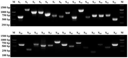 梨S基因型鉴定方法及其配套试剂盒与流程