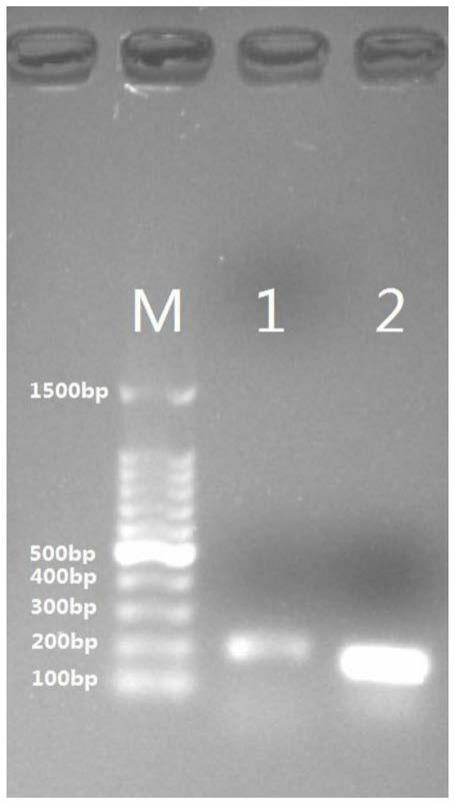 用于检测半滑舌鳎白细胞介素IL-6基因表达水平的引物组合物及其应用的制作方法