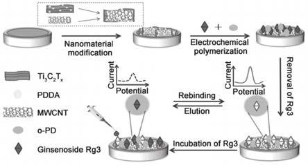 一种电化学传感器及制备方法与其在检测人参皂苷Rg3中的应用与流程