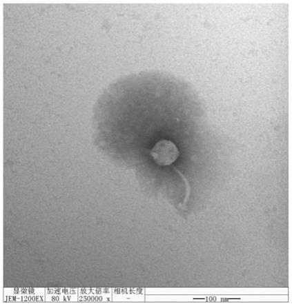 一株烈性沙门氏菌噬菌体及其应用的制作方法