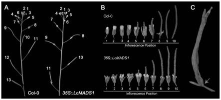 荔枝MADS-box转录因子LcMADS1及其在抑制植物器官脱落中的应用的制作方法