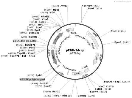 一种表达PCV2dcap蛋白的载体及方法与流程