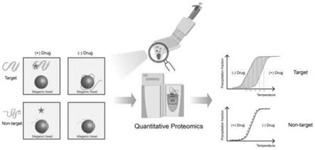 一种微球辅助的基于蛋白加热沉淀的药物靶蛋白筛选方法与流程