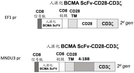 人源化BCMA抗体和BCMA-CAR-T细胞的制作方法