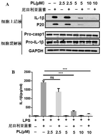 荜茇酰胺在抑制NLRP3炎症小体活化中的应用的制作方法