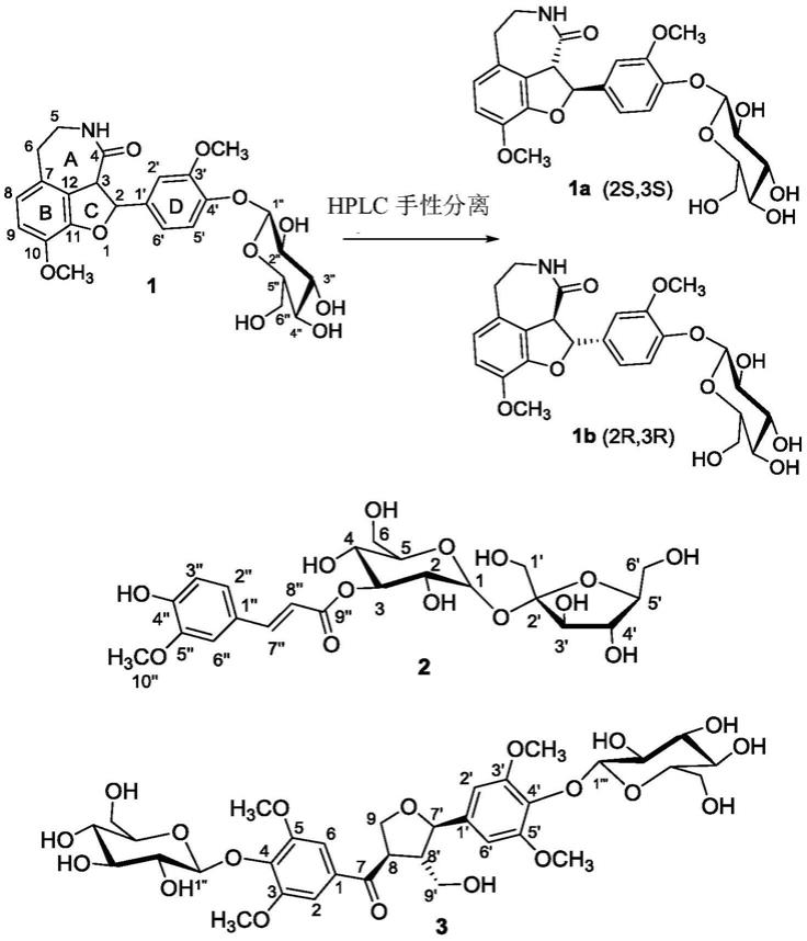 一对苯骈呋喃己内酰胺和两个苯丙素糖苷及制备和用途的制作方法