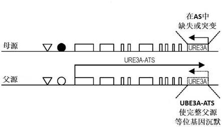 UBE3A基因和表达盒及其应用的制作方法