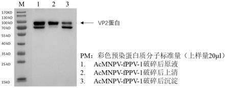 一种表达猪细小病毒VP2蛋白的重组杆状病毒、制备方法及应用与流程