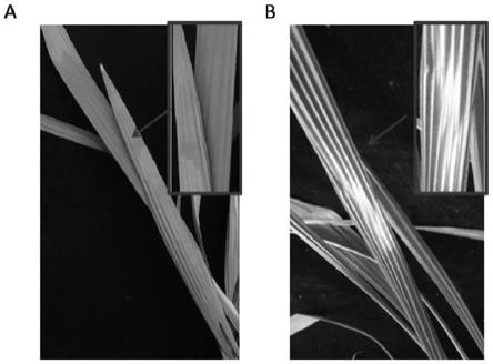 一种鸢尾科植物红葱VIGS沉默体系的构建方法及其应用与流程