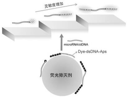 一种荧光适配体探针及其在microRNA/ctDNA核酸分子检测中的应用的制作方法