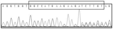 泥鳅CDK1基因及其在不育多倍体泥鳅分子育种中的应用的制作方法