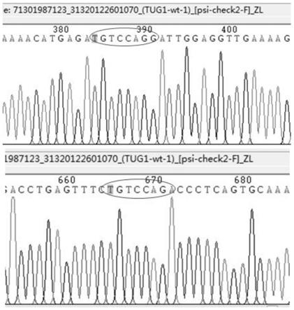 一种LncRNATUG1靶向调控hsa-miR-4638-3p的方法与流程