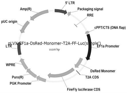 一种同时表达RFP和luciferase的SARS-CoV-2假病毒系统的包装和检测方法与流程