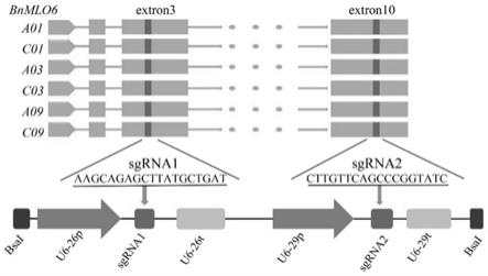 一种MLO基因突变体及其制备方法与应用与流程