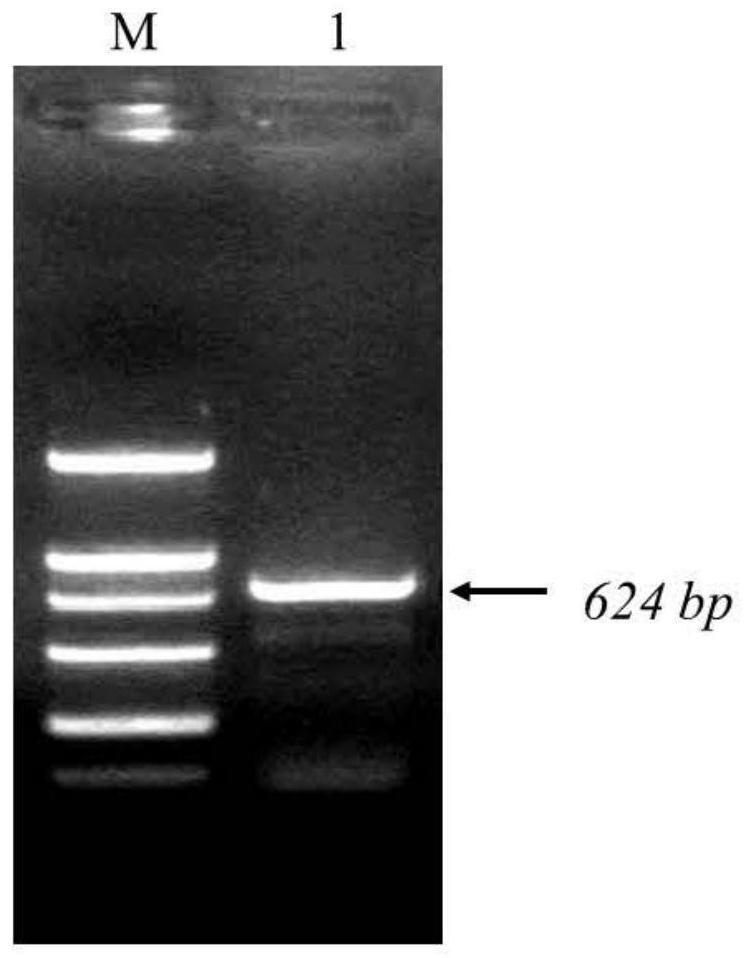 蛋白质GmDREB7及其编码基因在调控植物抗逆性中的应用的制作方法