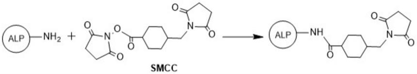 抗原与碱性磷酸酶结合物的制备方法与流程