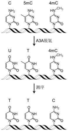 脱氨酶介导的DNA中N4-甲基胞嘧啶的单碱基分辨率定位分析方法与流程