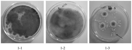 一种降解纤维素的真菌融合子RZ1及其应用的制作方法