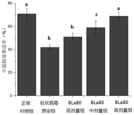 动物双歧杆菌乳亚种BLa80在制备调节肠道动力的药物或食物中的应用的制作方法