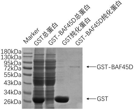 人BAF45D融合蛋白表达和纯化方法及应用与流程