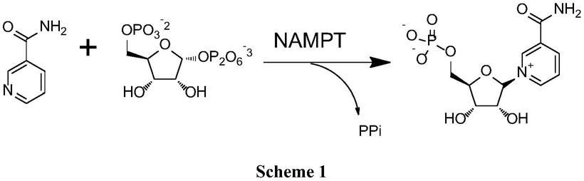 一种烟酰胺磷酸核糖转移酶突变体的制作方法