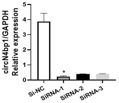 CircN4bp1的SiRNA在制备治疗脓毒症致ARDS药物中的应用的制作方法