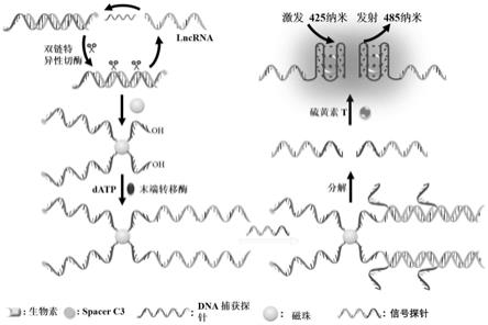 端粒G四链体DNA与硫黄素T介导的荧光生物传感器及其在lncRNA检测中的应用的制作方法