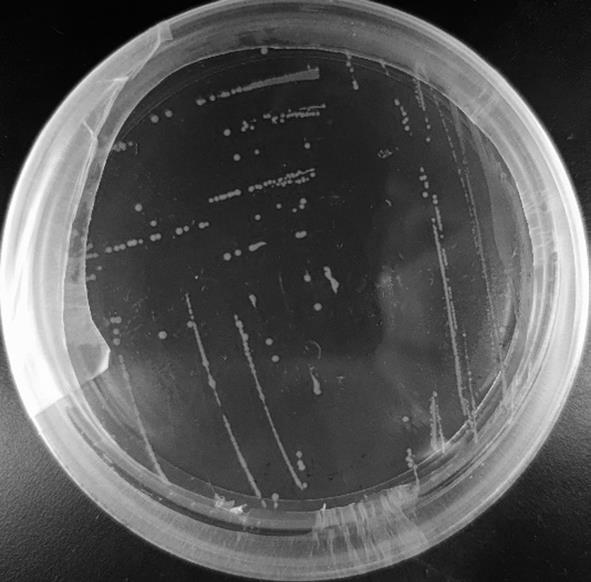一株蒙氏肠球菌及其在发酵中草药中的应用的制作方法
