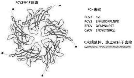 猪圆环病毒3型（PCV3）疫苗及其生产和用途的制作方法