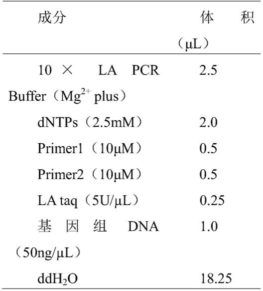 光皮桦miR156a前体基因及在促进植物分枝形成中的应用的制作方法