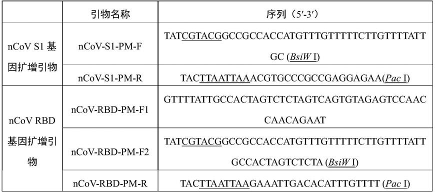一种表达新型冠状病毒RBD蛋白的重组狂犬病毒及其应用的制作方法